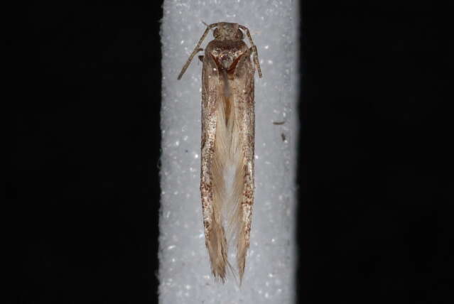 Image of Coleotechnites Flower Moth