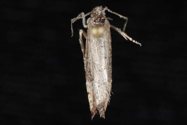 Image of Epinotia medioplagata Walsingham 1895