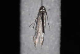 Image of Phyllocnistis