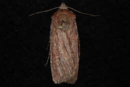 Image of <i>Euxoa adumbrata</i>