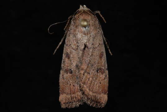 Image of Abagrotis dodi McDunnough 1927