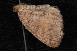 Image of <i>Drepanulatrix foeminaria</i>