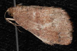 Image of <i>Drepanulatrix foeminaria</i>