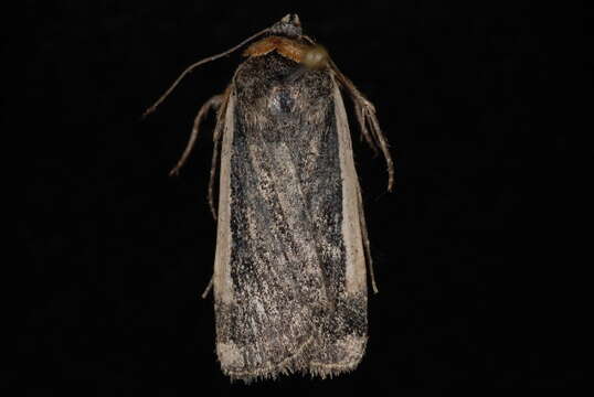 Image of Abagrotis vittifrons Grote 1864