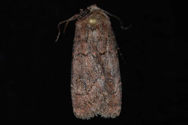 Image of Euxoa excogita