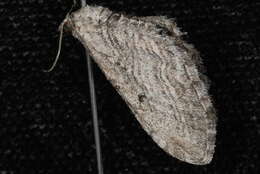 Image of Eupithecia behrensata Packard 1876