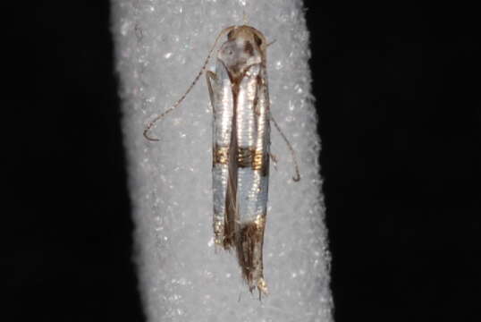 Image de <i>Argyresthia oreasella</i>