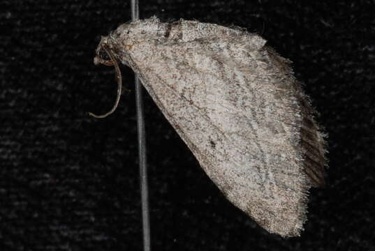 Image of Eupithecia behrensata Packard 1876