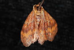 Image of <i>Leptostales rubromarginaria</i>