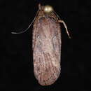 Image of Agonopterix