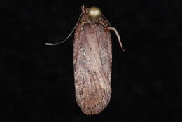 Image of Agonopterix