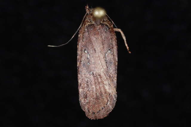 Image of Agonopterix