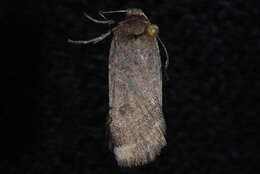 Image of <i>Abagrotis hermina</i> Lafontaine