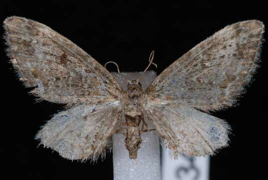 Image of Eupithecia rotundopuncta Packard 1871