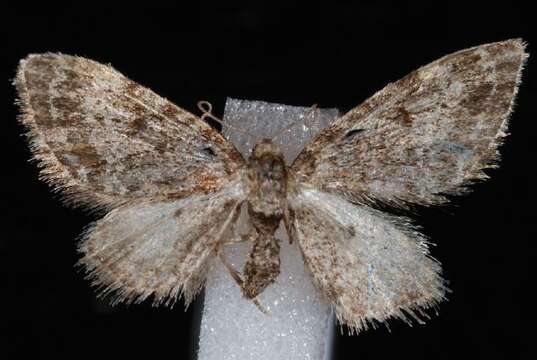 Image of Eupithecia rotundopuncta Packard 1871