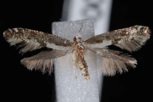 Imagem de Argyresthia conjugella Zeller 1839