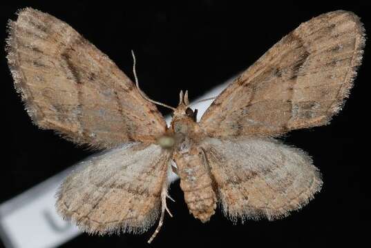 Image of Eupithecia unicolor Hulst 1896