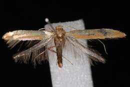 Imagem de Caloptilia acerifoliella (Chambers 1875)