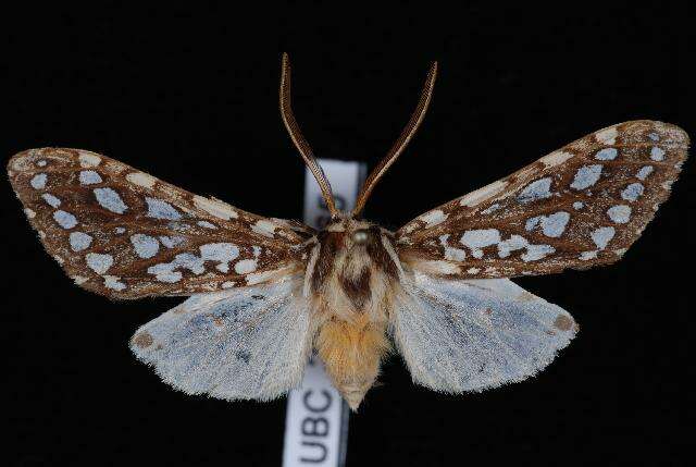 Image of Silver-spotted Tiger Moth