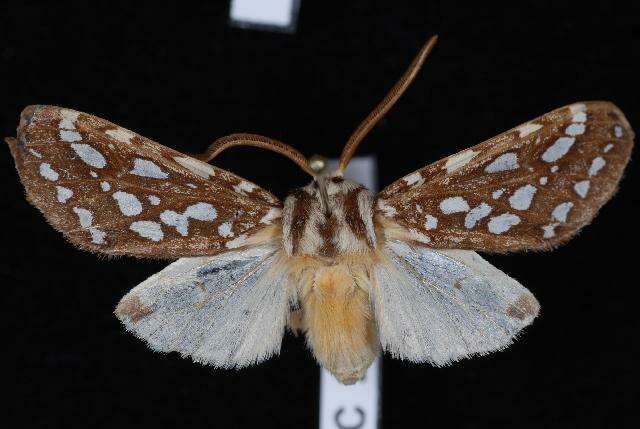 Image of Silver-spotted Tiger Moth