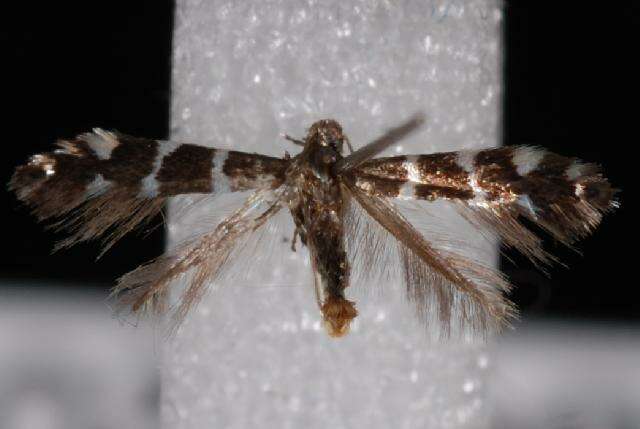 Image of leaf blotch miner moths