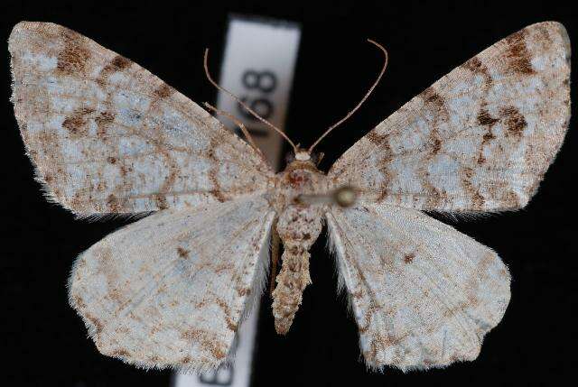 Image of Pale-marked Angle, Spruce-fir Looper