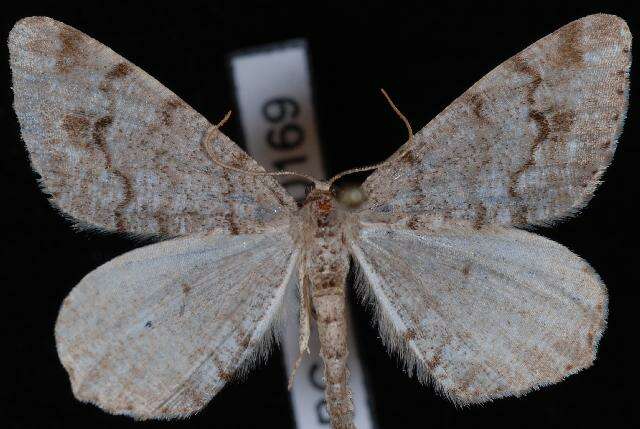 Image of Pale-marked Angle, Spruce-fir Looper