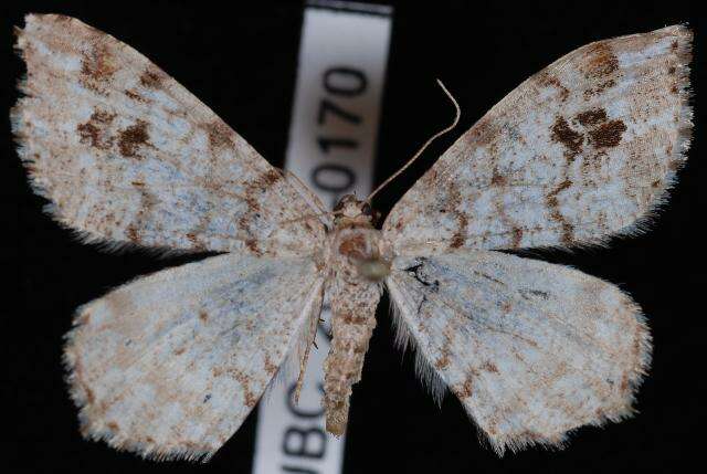 Image of Pale-marked Angle, Spruce-fir Looper