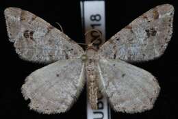 Image of Pale-marked Angle, Spruce-fir Looper