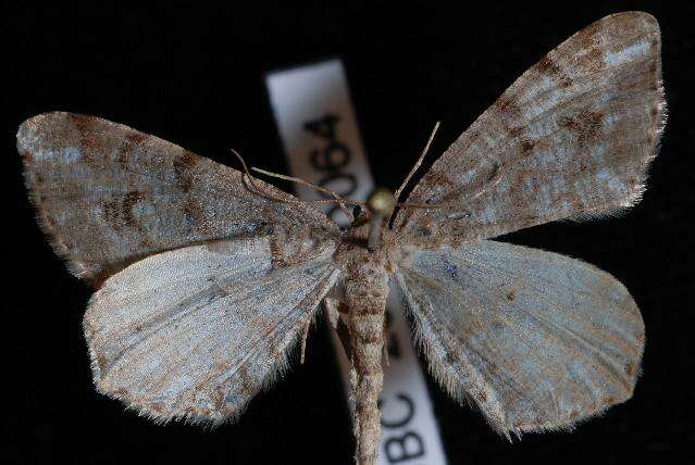 Image of Pale-marked Angle, Spruce-fir Looper