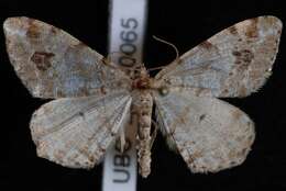 Image of Pale-marked Angle, Spruce-fir Looper