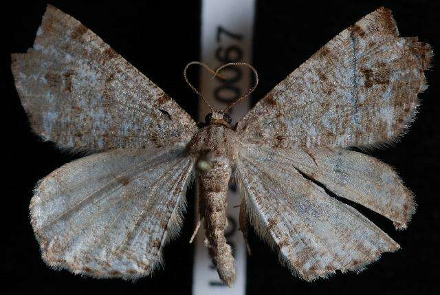 Image of Pale-marked Angle, Spruce-fir Looper