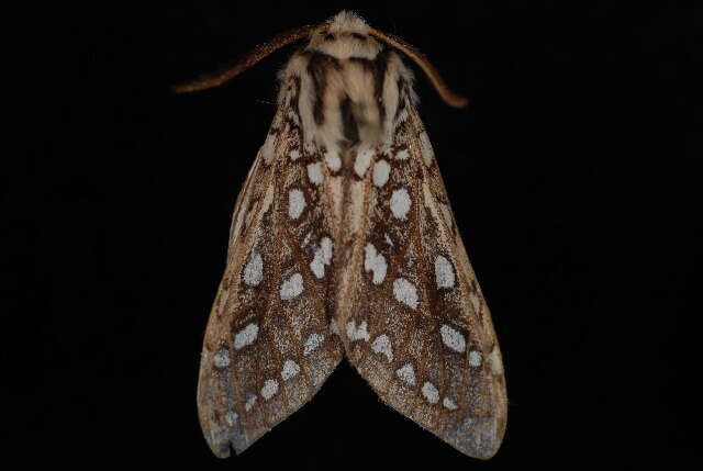 Image of Silver-spotted Tiger Moth