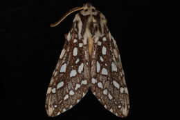 Image of Silver-spotted Tiger Moth