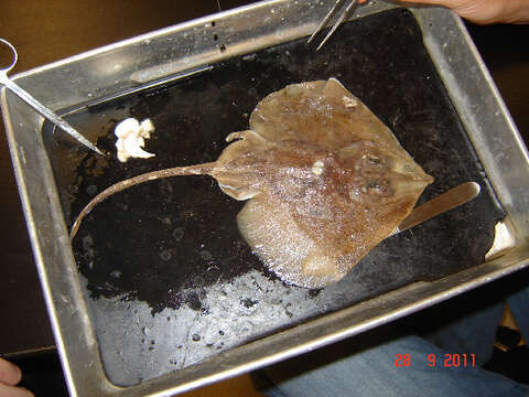 Image of cartilaginous fishes