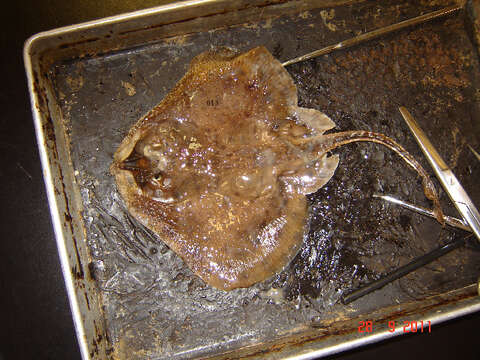 Image of cartilaginous fishes