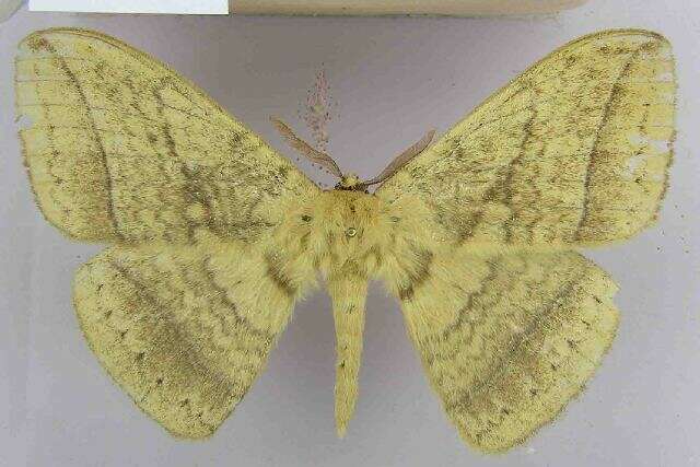 Image of giant lappet moths
