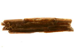 Image of Limnephilus fischeri Ruiter 1995