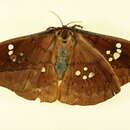 Image of Copaxa mazaorum Lemaire 1982