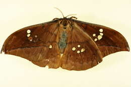 Image of Copaxa mazaorum Lemaire 1982