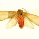 Imagem de Pseudohemihyalea testacea (Rothschild 1909)