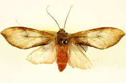 Image of Pseudohemihyalea daraba (Druce 1894)