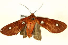 Image of Hyperthaema sororita Schaus 1920