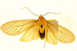 Image of Pelochyta cervina Edwards 1884