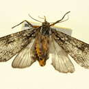 Image of Calidota phryganoides Walker 1855