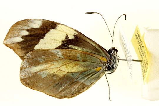 Oligostigmoides resmi