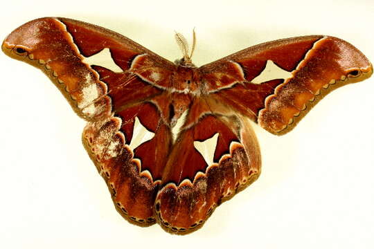 Image of Orizaba Silkmoth