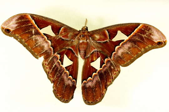 Image of Orizaba Silkmoth