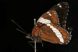 Image of Limenitis arthemis rubrofasciata Barnes & McDunnough 1916