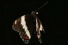 Image of Limenitis arthemis rubrofasciata Barnes & McDunnough 1916